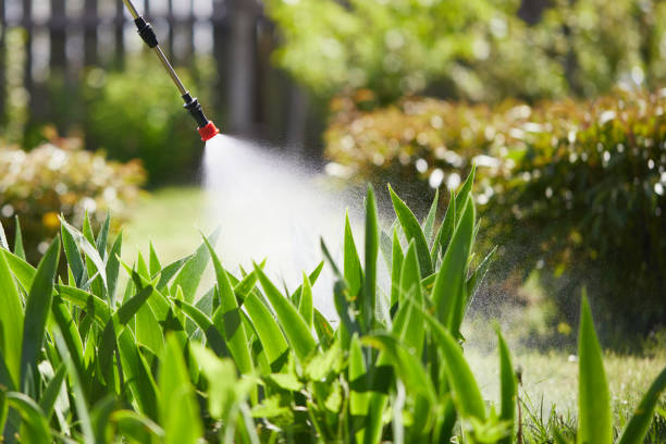 24/7 Emergency Termite Control experts in Rantoul, IL