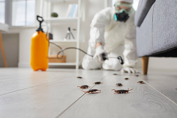Affordable Termite Control solutions in Rantoul, IL